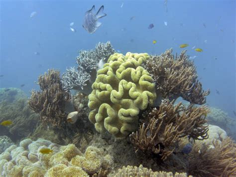 coral over 1.5 goals|Corals doomed even if global climate goals met: study .